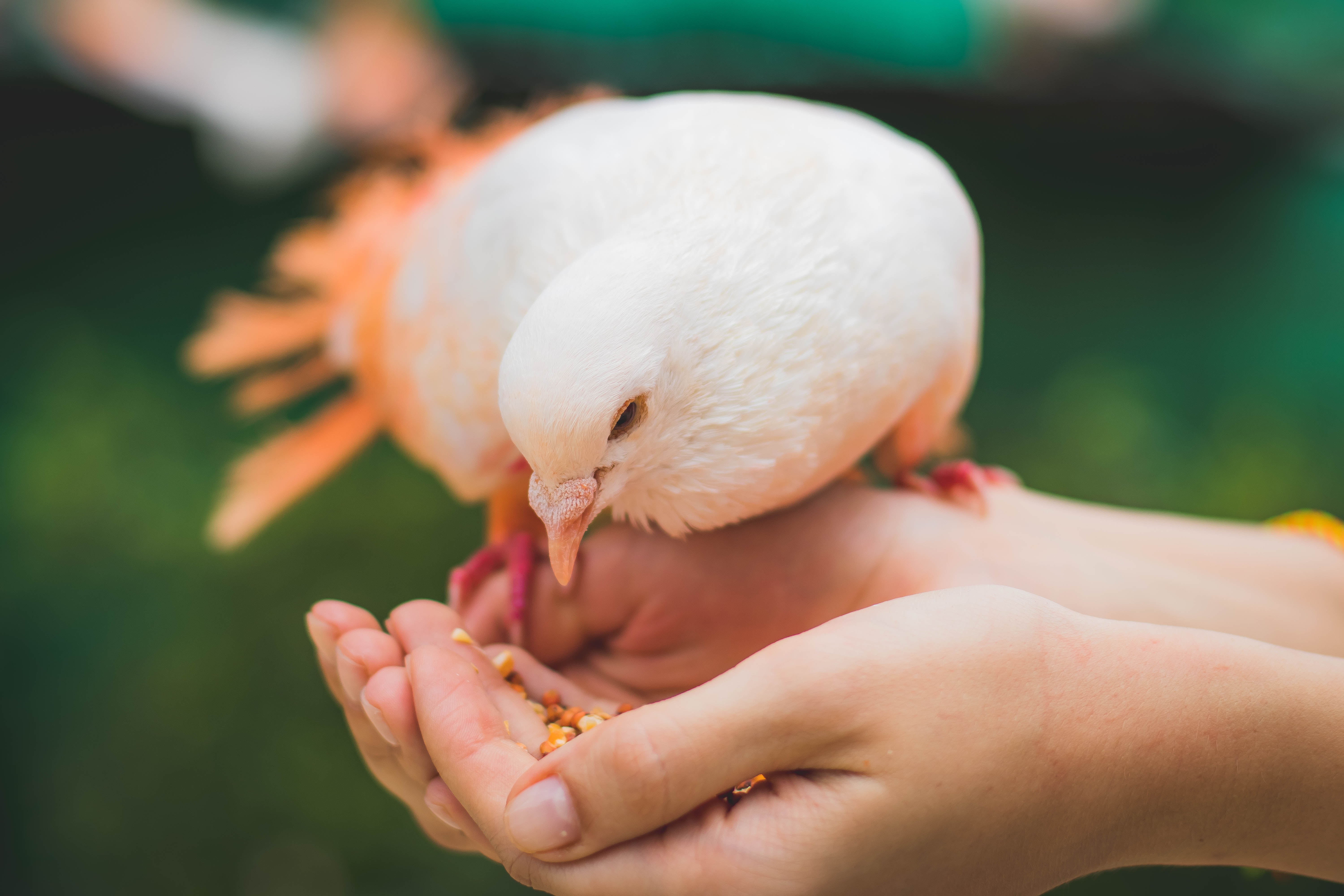 Il piccione mangia dalla mano.